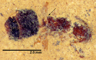 Illustration for article titled A Fossilized Ancient Ant Queen Emerges From a 46-Million-Year-Old Rock